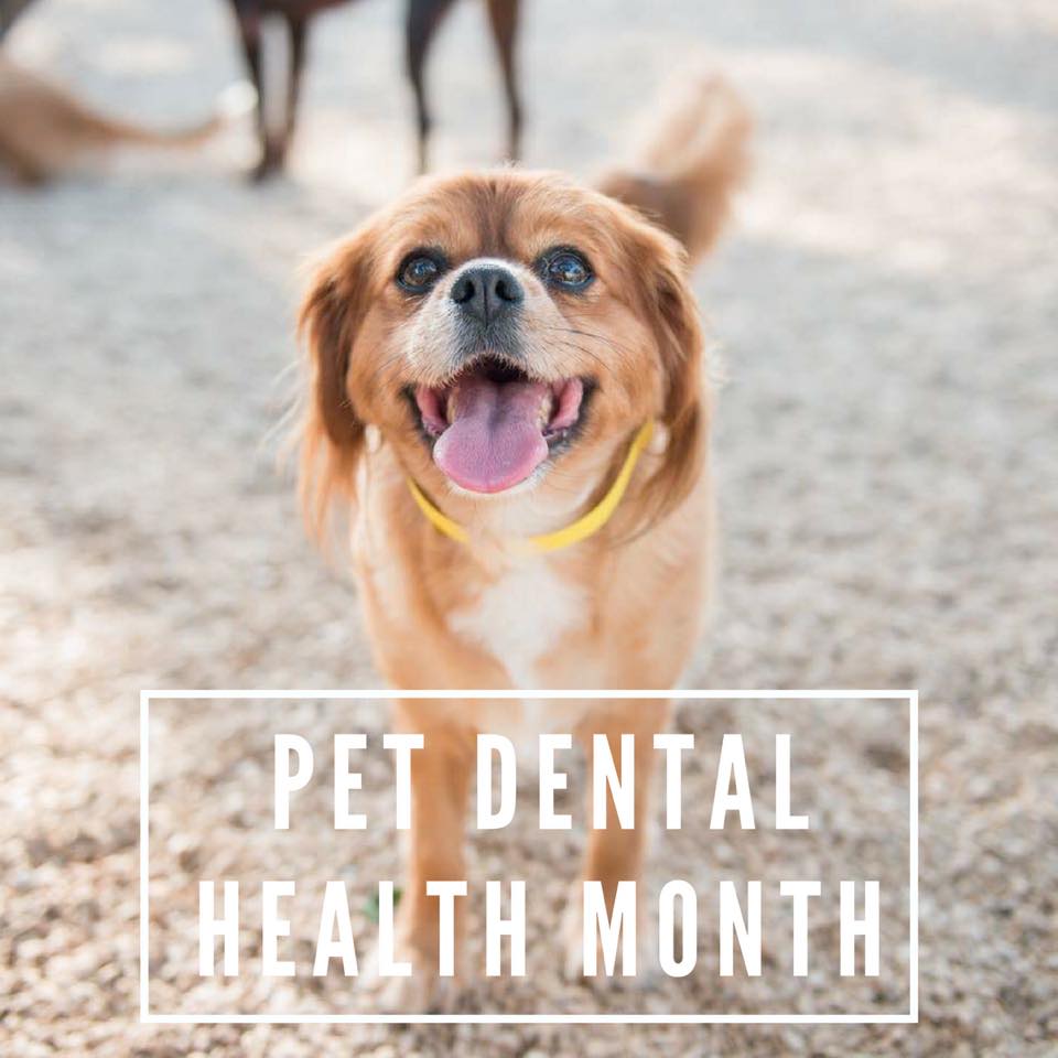 pet dental health month