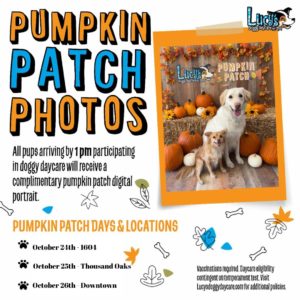 dog pumpkin patch