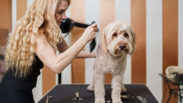 Professional seasonal coat care at Lucy's Doggy Daycare & Spa helps prepare dogs for San Antonio's warm weather challenges.